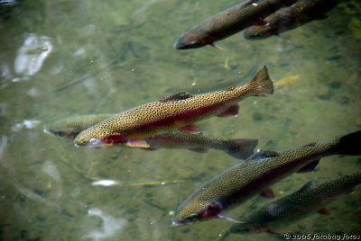 Want to go fishing? More cutthroat trout