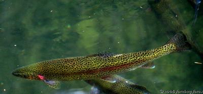 A real beauty - Cutthroat Trout