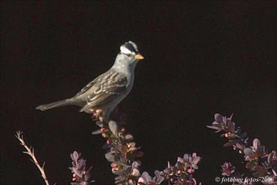 Bird in the bush