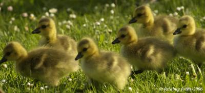 Geese - Alton Baker Park (050106)