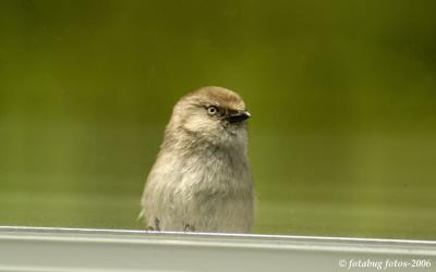 Bird Courting at the window