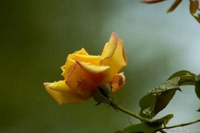 Beauty of a rose