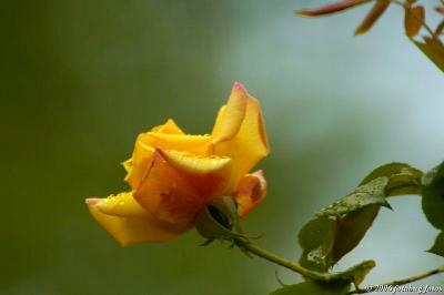 Beauty of a rose #2