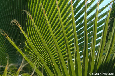Palm Tree leaves