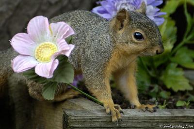 Blooming Squirrel
