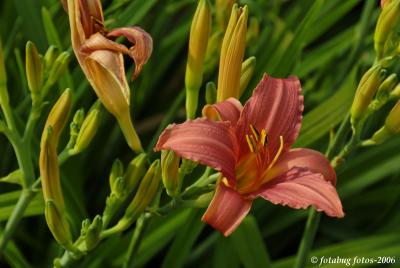 Tawny Day Lily