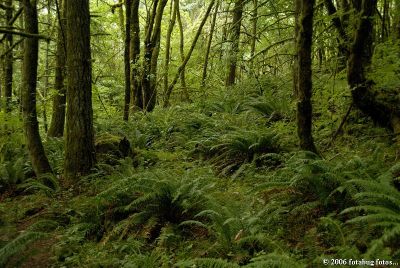 Ferns in forest