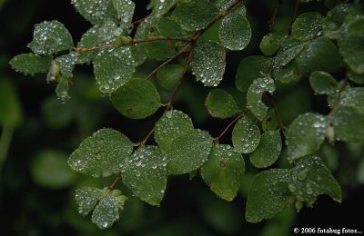 Leaves wet from fog and drizzle