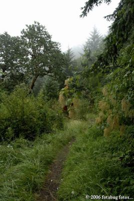 Trail along the hillside