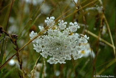 Looked like a snowflake