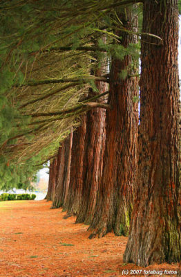 Redwood Lineup