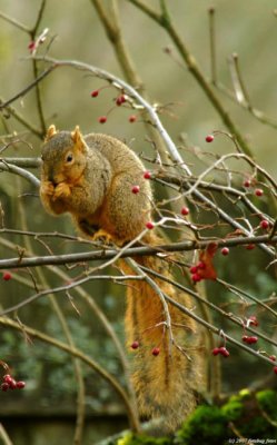 Loves the berries