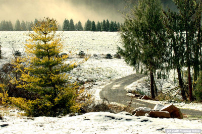 Mountain Meadow