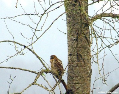 A few birds at Fern Ridge Wildlife Area