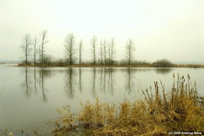 Scenes from the wetlands at Fern Ridge Lake