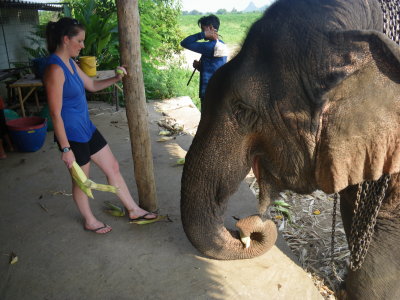 Elephants World