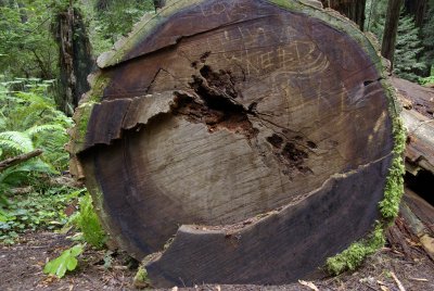 Redwood State Park & Oregon Coast