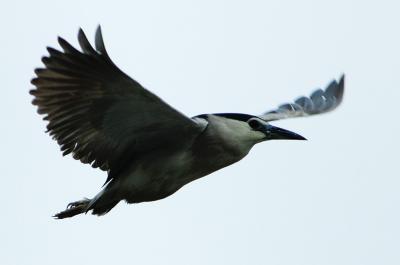 The Night-Heron flew over Guandu Wharf