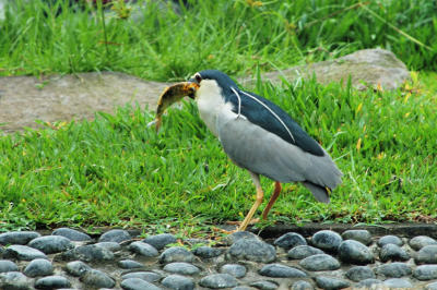 Black-crowned Night-Heron's hunting-2
Caught one!