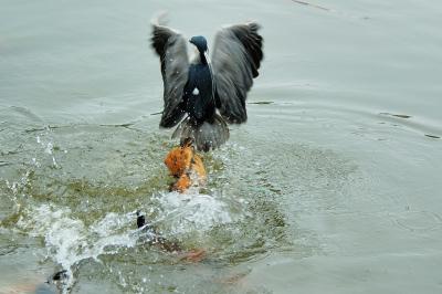 Black-crowned Night-Heron's hunting-7
The fish is too big to grab