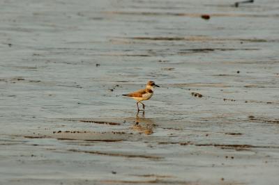 A running Calidris (f) 