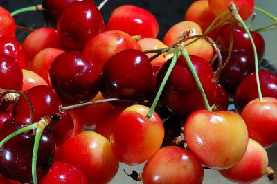 Bing cherries and rainier cherries