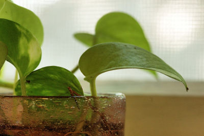 A potting in the cafe