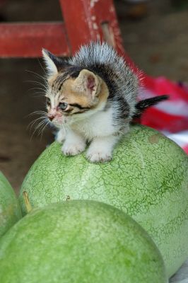Don't touch MY melon!