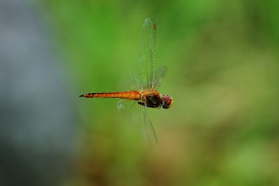 A dragonfly in fly