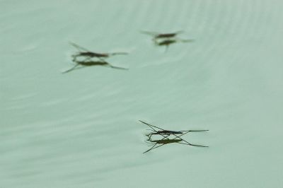 Water striders' terzetto