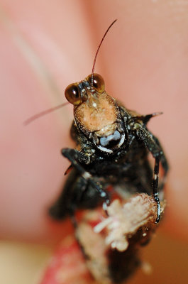 A life-sized cricket
