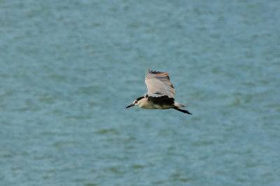 A night heron in flight mode
See the place