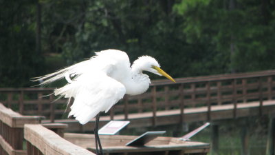 Hilton Head 
