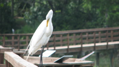 Hilton Head 