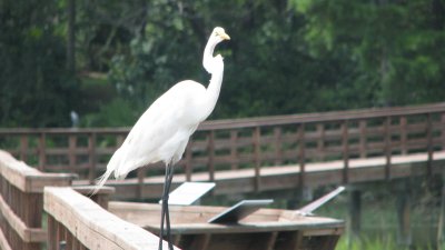 Hilton Head 