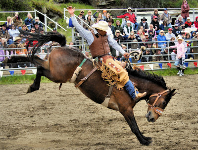 Bareback and Saddle Broncs