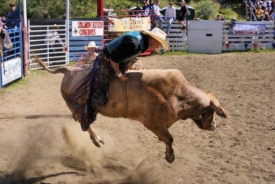 Bulls and Steers