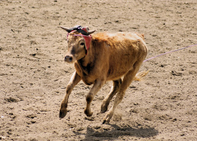 Bulls and Steers