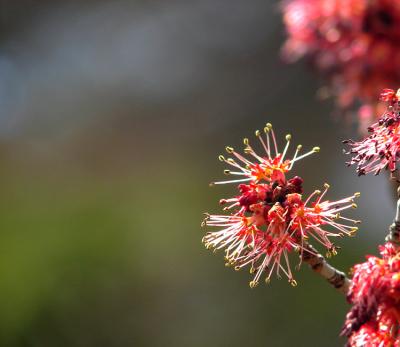 red_maple-750_DSC05762.jpg