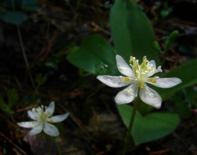goldthread2-750_DSC06140.jpg