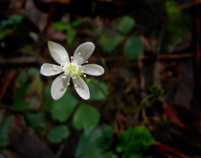 goldthread3-750_DSC06124.jpg
