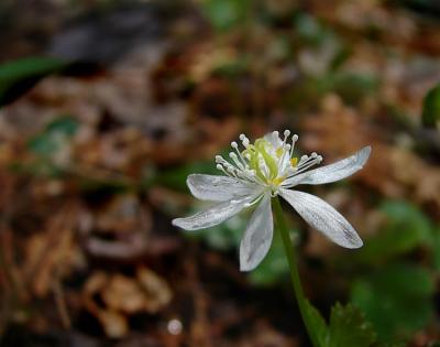 goldthread4-750_DSC06126.jpg