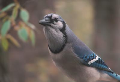 jay2-750_DSC06099.jpg