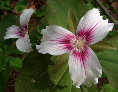 trillium3-750_DSC06256.jpg