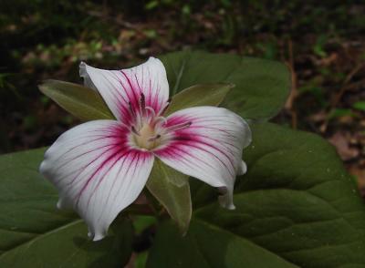 trillium1-750_DSC06249.jpg