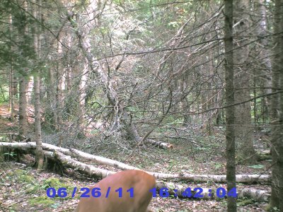 trail_camera