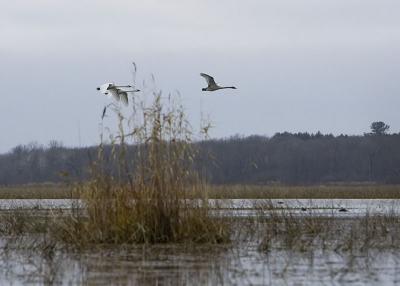 ducks051105
