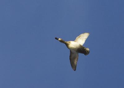 Ringbill4323.jpg