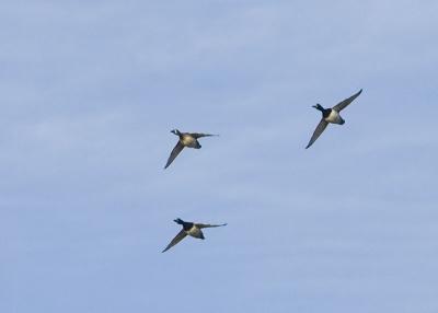 ThreeRingbills4320.jpg