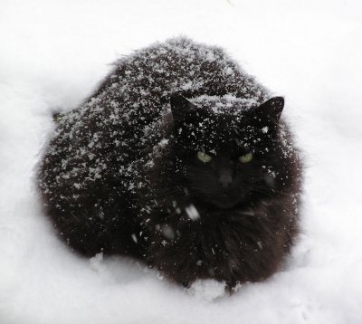 Snow Cat!